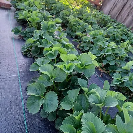 Zakatek Lipowy - Turystyka Stulichy