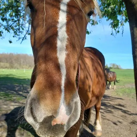 팜스테이 Zakatek Lipowy - Turystyka Stulichy